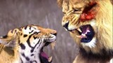 Clip: Những màn đại chiến khốc liệt giữa hổ và sư tử