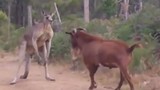 Dê “rảnh việc” trêu kangaroo tức điên 