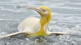 Phát hiện chim cánh cụt màu vàng kỳ lạ,“‘hiếm có khó tìm”