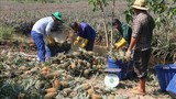 Giá dứa tại Tiền Giang tăng mạnh, nông dân bội thu