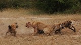 Clip: 15 con linh cẩu vây giết sư tử 