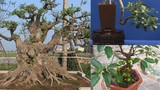 Mê tít loạt sung bonsai đẹp khó rời mắt