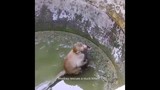 Clip: Khỉ cứu mèo con mắc kẹt trong giếng làm tan chảy trái tim