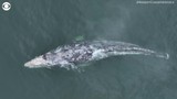 Clip: Phát hiện cá voi không đuôi ngoài bờ biển California 
