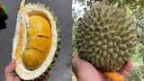 Những điều chưa biết về giống sầu riêng “đắt nhất Việt Nam” 
