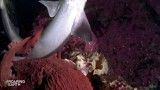 Clip: Bạch tuộc khổng lồ tung đòn giết cá mập trong chớp mắt