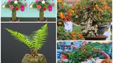 Khó tin loạt cây dại “lên đời” thành bonsai hút khách