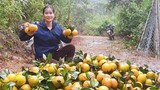 Thủ phủ cam Hà Tĩnh vào vụ, nông dân 'đếm quả tính tiền'