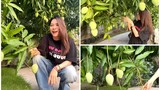 “Mục sở thị” cây xoài hơn 500 trái trong vườn nhà Mỹ Tâm 
