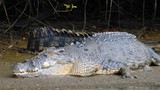 Thiên thạch làm khủng long tuyệt chủng, vì sao cá sấu vẫn sống khỏe?