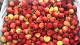 Táo cherry Trung Quốc “đội lốt” Hàn Quốc, Australia