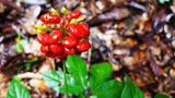 Bật mí loại hạt nhỏ xíu “đắt hơn vàng” 240 triệu đồng/kg