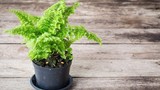 Ngắm bonsai đẹp mỹ miều lên đời từ “cỏ dại“