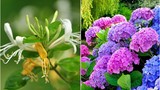 3 loại hoa mùa xuân phát lộc, dễ trồng đem lại sinh khí