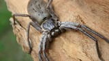 Khám phá loài nhện lớn nhất thế giới, sải chân dài tới 30cm