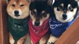 3 anh em chó Shiba nổi tiếng trên mạng, có trang web bán hàng online