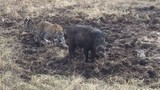 Clip: Báo bị lợn rừng đuổi chạy “trối chết”