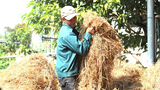 Quảng Nam: Nông dân đổi đời nhờ... rơm rạ
