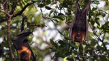 10 loài vật "hiếm - độc" ở Vườn quốc gia U Minh Thượng