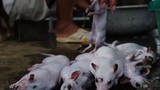 Báo Tây đăng loạt ảnh “sốc” về thịt chuột Hà Nội