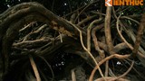 Cận cảnh cây cổ thụ kỳ quái nhất Sài Gòn