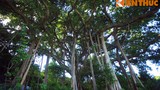 Zoom cây cổ thụ 800 tuổi khủng bậc nhất Việt Nam 