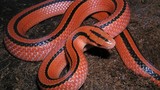 Ngắm loài rắn đỏ rực bị săn lùng ráo riết ở Việt Nam