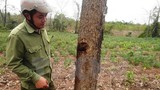 Điều tra vụ cây rừng phòng hộ Dầu Tiếng bị “bức tử” bằng chất độc