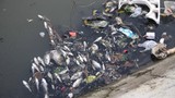 Bình Dương: Cá chết trắng hồ thủy lợi Từ Vân 1 