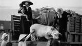 Ảnh thú vị về lợn của Việt Nam qua ống kính quốc tế (1) 