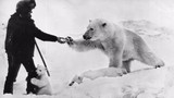 Ảnh độc tình bạn của người Liên Xô với gấu Bắc Cực