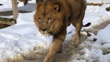 Kinh hoàng sư tử sổng chuồng vồ chết thực tập sinh ở Mỹ