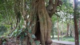 18 cây di sản hàng trăm tuổi ở khu di tích Lam Kinh