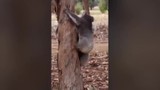 “Gạ tình” bất thành, gấu koala đực gào thét, ẩu đả 