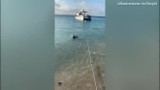 Video: Chó dũng cảm lao xuống biển đuổi cá mập cứu chủ 