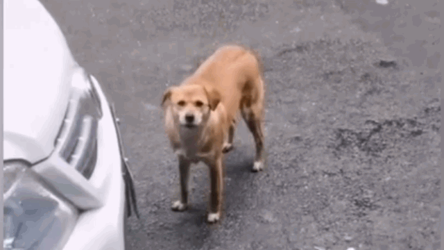 Video: Con chó tới phòng khám thú y xả hận suốt 3 tháng