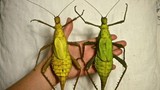 Cận cảnh loài côn trùng khổng lồ, ngoại hình cực dị ở Malaysia 
