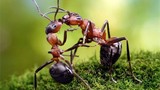 Loài kiến có quy tắc giao thông trên cả tuyệt vời