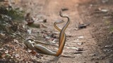 Cách đẻ trứng cực thông minh của loài rắn đầy rẫy Việt Nam