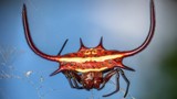 Sởn gai ốc với những loài nhện kỳ dị nhất quả đất (1)