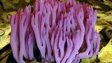 Điểm danh những loài nấm tán kỳ lạ nhất thế giới (1)