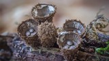 Điểm danh những loài nấm tán kỳ lạ nhất thế giới (2)