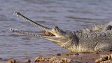 Điểm danh 27 loài cá sấu còn tồn tại trên quả đất (2)