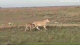 Video: Sư tử cái chăm sóc vào bảo vệ linh dương đầu bò như con đẻ