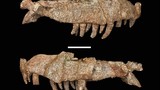 “Cá sấu lai khủng long” 240 triệu tuổi: Mỗi chiếc răng là 1 con dao 