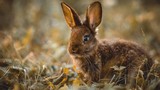 Điểm danh các loài thỏ hoang dã thú vị trên toàn thế giới