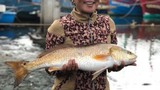 Việt Nam có loài cá miệng rộng, bắt được 1 con đủ ăn cả đời