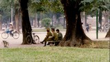 Mát mắt với những con đường rợp bóng cây ở Hà Nội năm 1990
