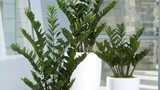 5 loại "cây phú quý", ý nghĩa tươi tốt, cực hợp trồng phòng khách 