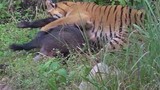 Video: Lợn rừng ác chiến giành sự sống trước hổ dữ